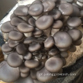 Grega de cogumelo de cogumelos multi -span agrícola